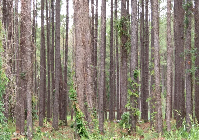 Photo 4 of Land for sale at 3231 Orchard Crk Rd, Oriental, NC 28571 | MLS# 100582940 | Listing updated on 2026-08-18