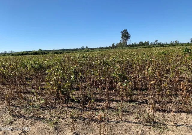 Photo 4 of Land for sale at Tbd Hendrix Ln, Windsor, NC 27983 | MLS# 100572786 | Listing updated on 2026-05-12