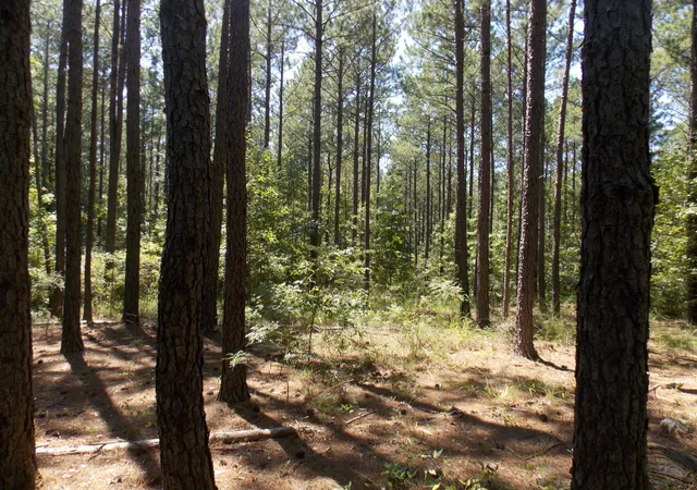 1st image of 73 Maiden Cane Way, Lincolnton, GA 30817 | MLS# 98212392
