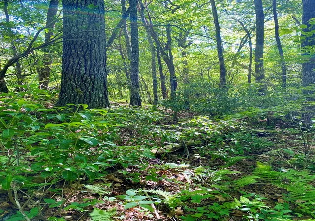 Photo 1 of Land for sale at 00 Deer Run, Robbinsville, NC 28771 | MLS# 98543709 | Listing updated on 2026-06-01
