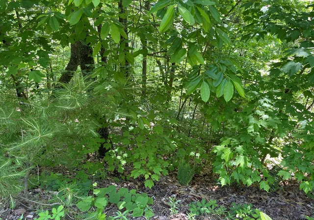 Photo 3 of Land for sale at Lot 33b Grandview Dr, Hayesville, NC 28904 | MLS# 98500804 | Listing updated on 2026-07-21
