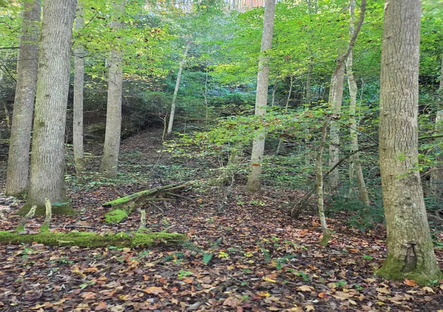 Photo 2 of Land for sale at 0 Lords Way, Andrews, NC 28901 | MLS# 98524870 | Listing updated on 2026-07-24