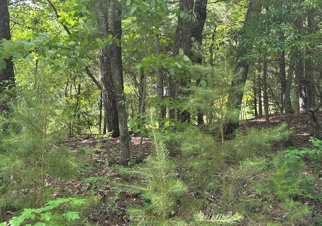 Photo 2 of Land for sale at Lot 31 Peak Trl, Murphy, NC 28906 | MLS# 100595620 | Listing updated on 2026-08-17