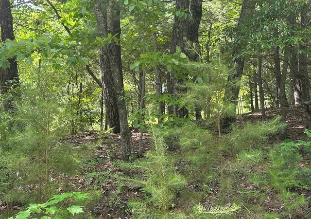 Photo 3 of Land for sale at Lot 31 Peak Trl, Murphy, NC 28906 | MLS# 100595620 | Listing updated on 2026-08-17