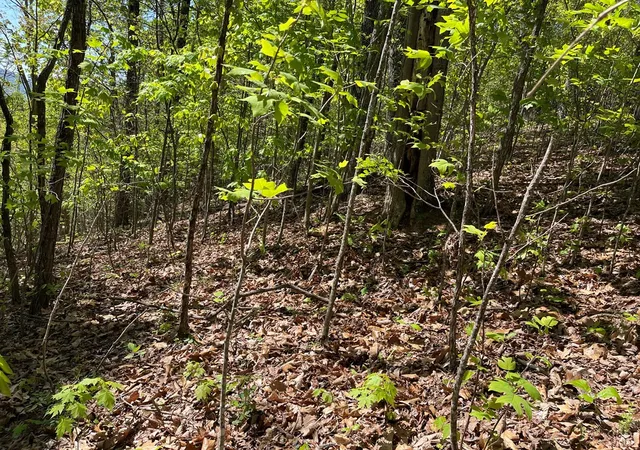 Photo 4 of Land for sale at Lot 11j Ash Branch View, Hayesville, NC 28904 | MLS# 98544298 | Listing updated on 2026-07-21