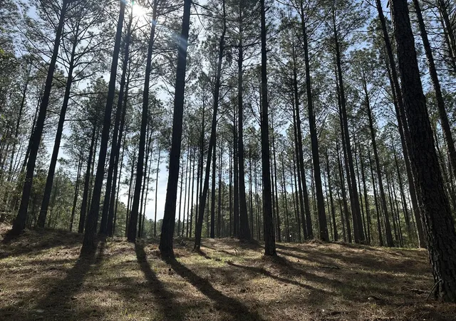 4th image of Lot 65 Maiden Cane Wy, Lincolnton, GA 30817 | MLS# 98254754