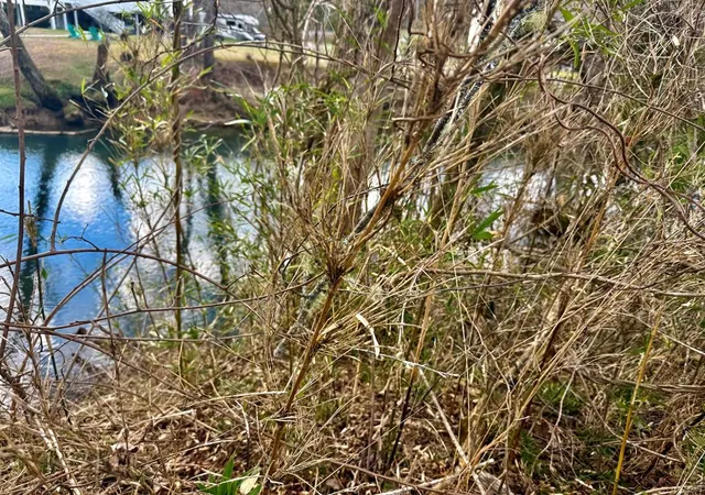 Photo 1 of Land for sale at 20 Butterball Blvd, Murphy, NC 28906 | MLS# 98544228 | Listing updated on 2026-06-24