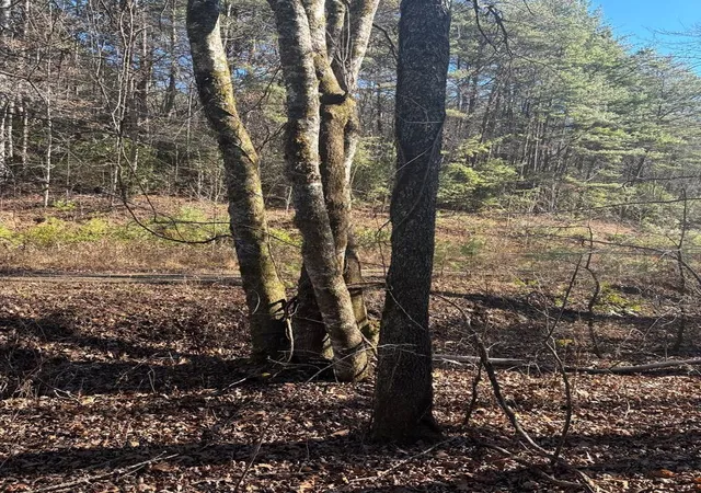 Photo 4 of Land for sale at 103 Deep Forest Rd, Murphy, NC 28906 | MLS# 98518891 | Listing updated on 2026-06-01