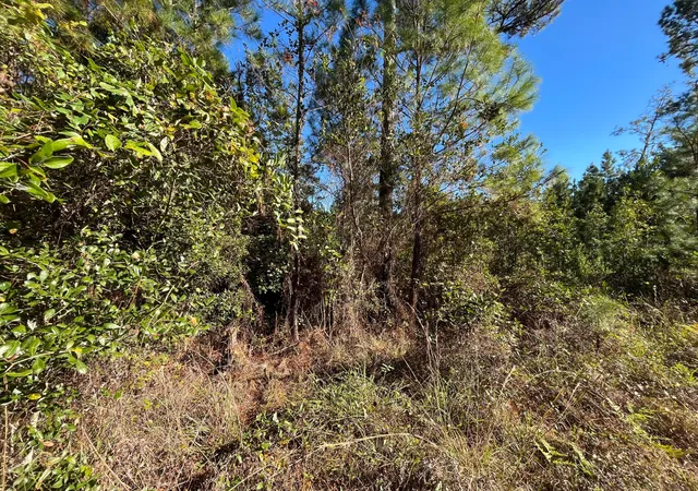 Homes for sale in Satsuma, FL | 223 Mourning Dove Rd, Satsuma, FL 32189 | MLS# R11100424