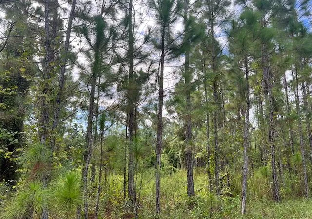 3rd image of 1135 Greenfield St, Lake Placid, FL 33852 | MLS# R11118564