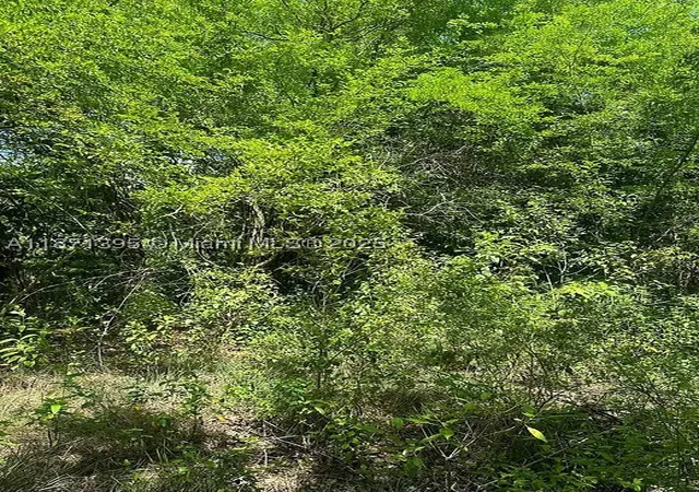 2nd image of 00 Rio Neuvo, St Mary Jamaica, St Mary, MO 63775 | MLS# A11871395