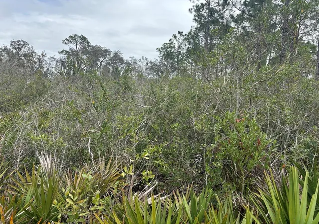 2nd image of 0 Old Grade Rd, Polk City, FL 33868 | MLS# F10556222
