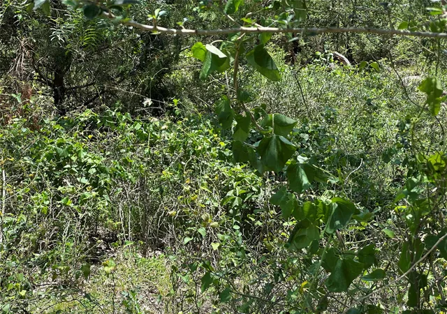 22nd image of Tract 3d Hwy 95 Hwy, Smithville, TX 78957 | MLS# 4158040
