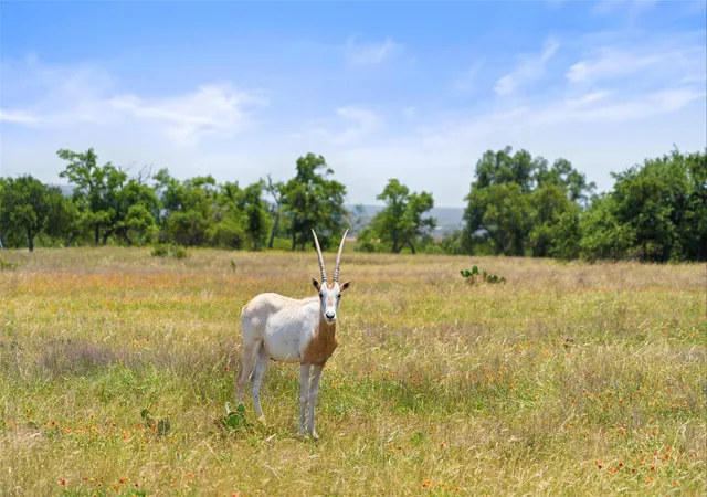 Photo 3 of Land for sale at 234 Elk Run Cv, Blanco, TX 78606 | MLS# 3614608 | Listing updated on 2026-09-28
