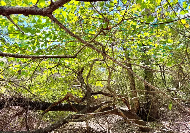4th image of Tbd 5062 Acres Rabel Rd, Rosanky, TX 78953 | MLS# 8612901