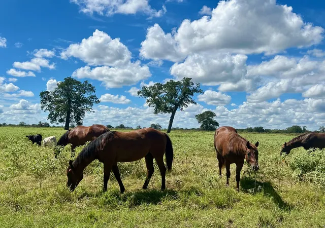10th image of 3 Big Sky Ranch Rd, Smithville, TX 78957 | MLS# 8732439
