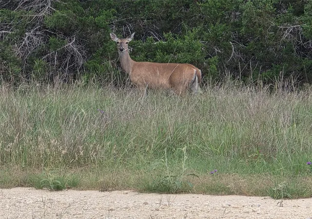 5th image of Tbd Sycamore Creek Dr, Dripping Springs, TX 78620 | MLS# 7399548