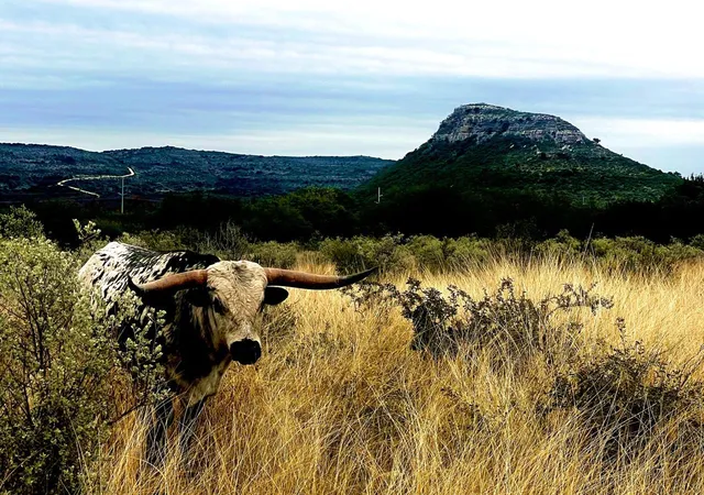 3rd image of 00 Hwy 55 Lot 1,19, Uvalde, TX 78801 | MLS# 1258712