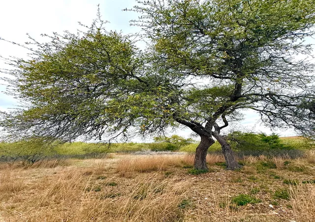 4th image of 103 Ira Long, Blanco, TX 78606 | MLS# 1200640