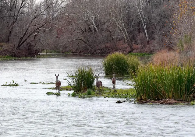 Photo 1 of Land for sale at 256 Greasy Bnd Rd, Smithville, TX 78957 | MLS# 8003251 | Listing updated on 2026-08-14