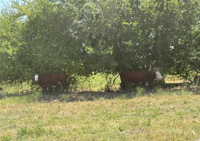 Photo 3 of Land for sale at Tbd 1004 Ac County Rd 413, Thorndale, TX 76577 | MLS# 9278276 | Listing updated on 2026-09-12
