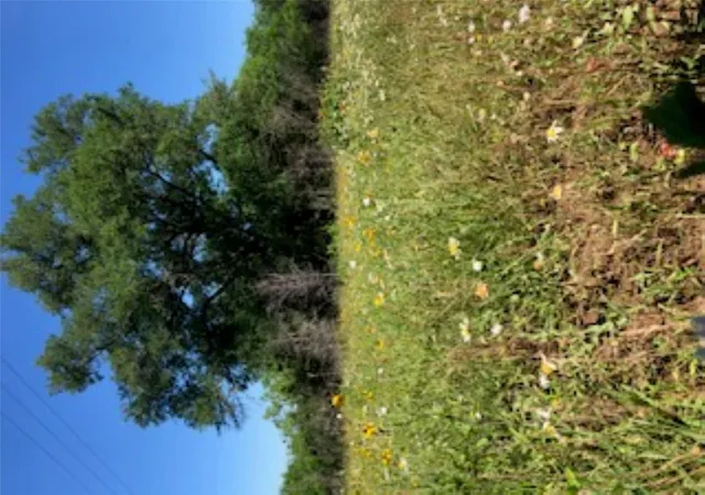 Photo 3 of Land for sale at 569 Tbd Burdette Wells Rd, Lockhart, TX 78644 | MLS# 5684322 | Listing updated on 2026-09-01