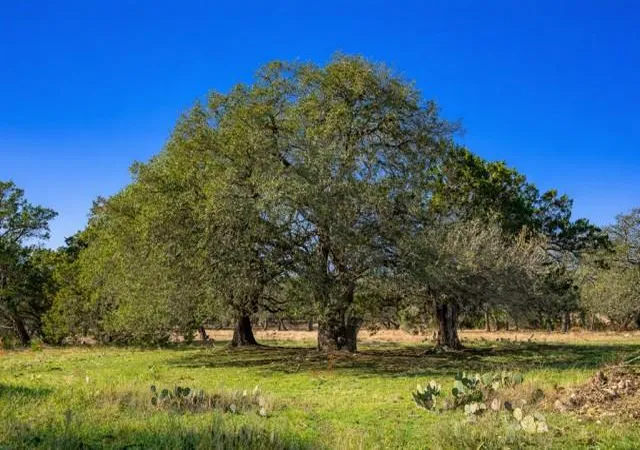 5th image of Tract 2 County Road 340, Burnet, TX 76905 | MLS# 2577781
