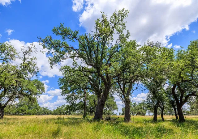 Homes for sale in Harper, TX | Lot 88 Stock Pond Dr, Harper, TX 78631 | MLS# 8622397