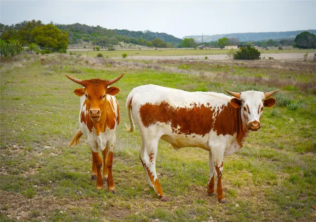 20th image of 6980 Doss Spring Creek Rd, Fredericksburg, TX 78624 | MLS# 7615156