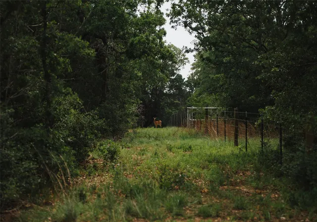 5th image of 00 St Delight Rd, Paige, TX 78659 | MLS# 5875266