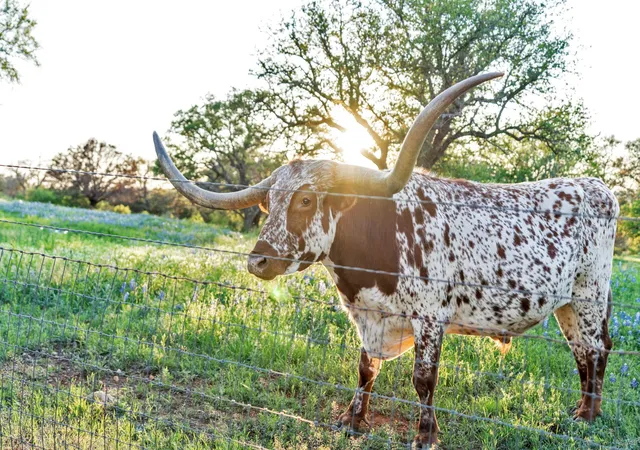 32nd image of 310 The Hills Rd, Horseshoe Bay, TX 78657 | MLS# 7538861