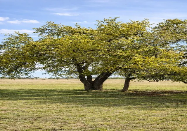 Photo 4 of Land for sale at Lot 42 Reeh Rd, Fredericksburg, TX | MLS# 4709915 | Listing updated on 2026-10-01