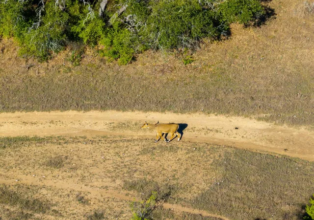 4th image of 125 Acres Pump Station Rd, Wimberley, TX 78676 | MLS# 8366256