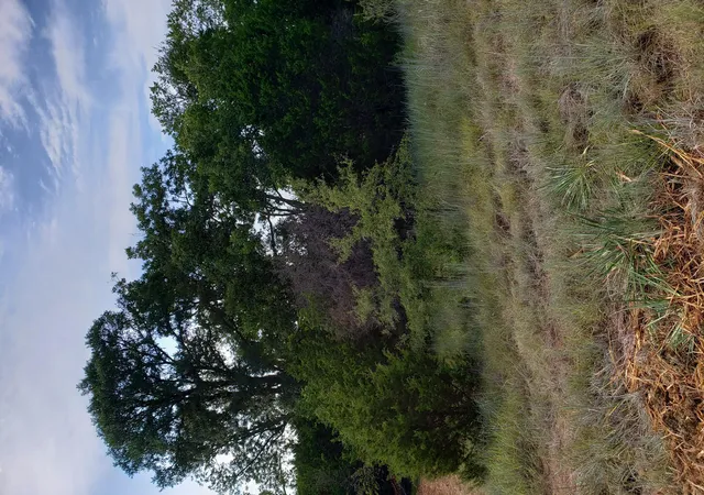Homes for sale in Lampasas, TX | Lot 44 County Road 3640, Lampasas, TX 76522 | MLS# 6601661