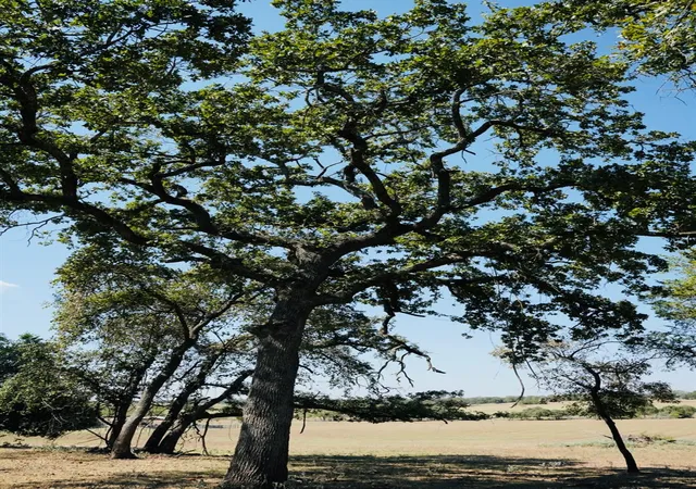 5th image of 640 County Road 475 Rd, Luling, TX 78648 | MLS# 1092344
