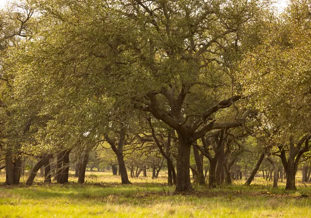 4th image of 2609 Prochnow Rd, Dripping Springs, TX 78620 | MLS# 4311234
