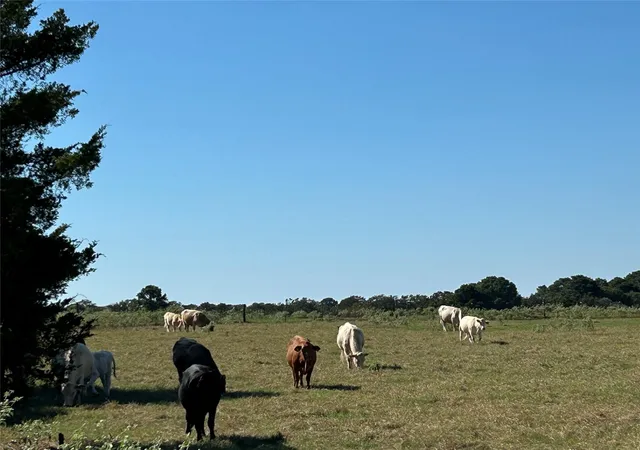 Land for sale at 5.556 Acres Farris Ln, Smithville, TX 78957 | MLS# 8665005