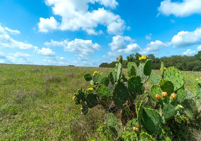 39th image of 5018 Wolters Rd, Schulenburg, TX 78956 | MLS# 6681620