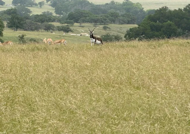 40th image of 9 N Hcr 624 Rd, Goldthwaite, TX 76844 | MLS# 2635756