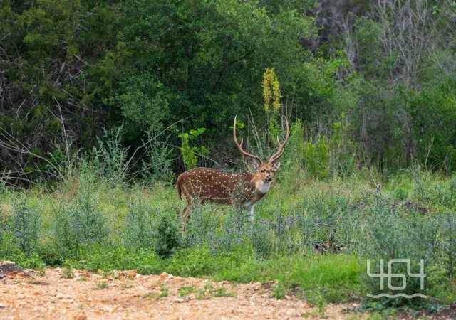 22nd image of 26 Coastal Loop Dr, Johnson City, TX 78636 | MLS# 1330598
