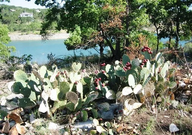 38th image of 2552 Connie Dr, Canyon Lake, TX 78133 | MLS# 7912029