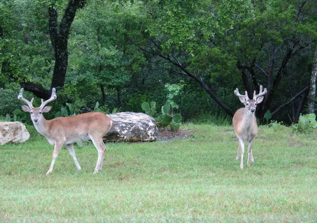 Homes for sale in Spicewood, TX | 424 (lot 234) Coventry Rd, Spicewood, TX 78669 | MLS# 3689779