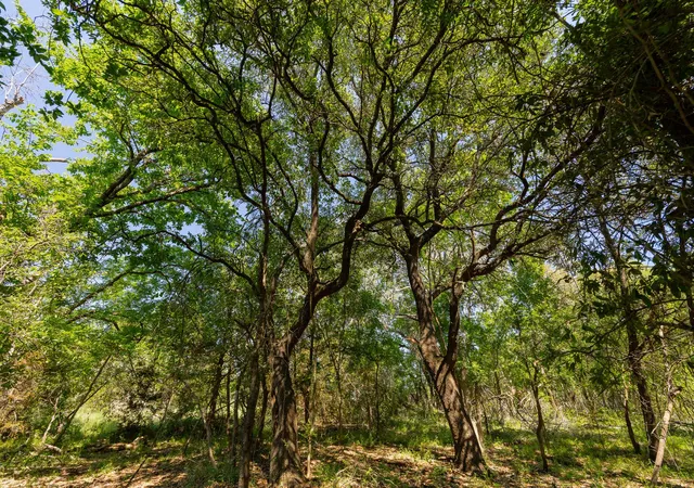 3rd image of Tbd County Road 180 Rolling Pond Ranch Rd, Purmela, TX 76566 | MLS# 2372062