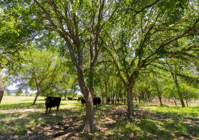 2nd image of Tbd County Road 180 72 Ac Rd, Purmela, TX 76566 | MLS# 9906519