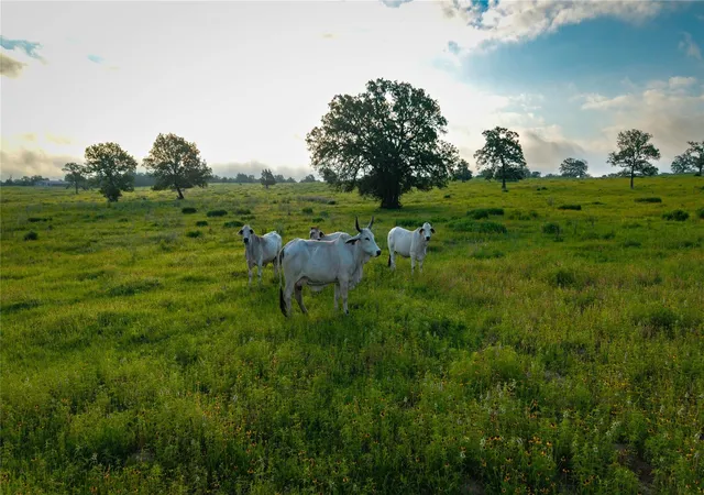 1st image of 000 Hoffereck Rd, Rosanky, TX 78953 | MLS# 4597207