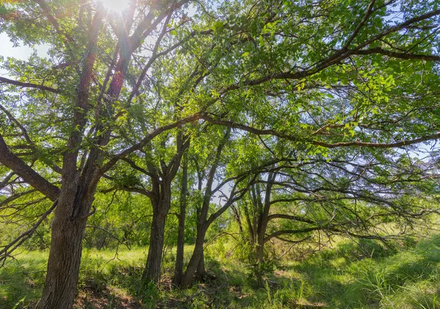1st image of Tbd County Road 180 Covered Meadows Ranch Rd, Purmela, TX 76566 | MLS# 9076816