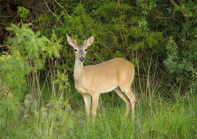 35th image of Lot 77 The Trails Pkwy, Horseshoe Bay, TX 78657 | MLS# 9556226