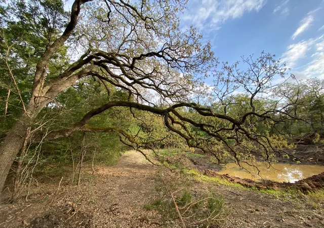 4th image of Tbd Parcel 1 Paffen Dr, Paige, TX 78659 | MLS# 3826285