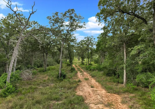 5th image of Tbd Tracts 12-13 High Crossing Rd, Smithville, TX 78957 | MLS# 3321760