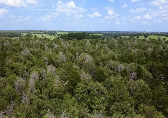 Homes for sale in Lexington, TX | Tbd County Road 337, Lexington, TX 78947 | MLS# 4241742